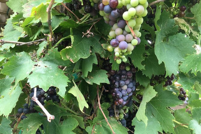 Arizona Winery All-Inclusive Tour with Lunch & Tastings - Stop 3: Cove Mesa Vineyard (Final Flight, More Room to Decide What to Buy)