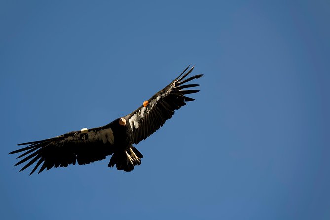 Grand Canyon Deluxe Day Trip from Sedona - What you’re paying for: $196.63 worth it if you want “guided convenience”