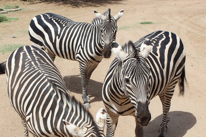 Out of Africa Wildlife Park Admission Ticket - Wheelchair Access and Comfort: Plan for a Mix of Standing and Seating