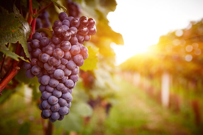 Private Luxury Wine Tour $489 per group, up to 5, $789 up to 10 - Stop 1 in Cornville: Cove Mesa Vineyard and a Brewha cocktail backup