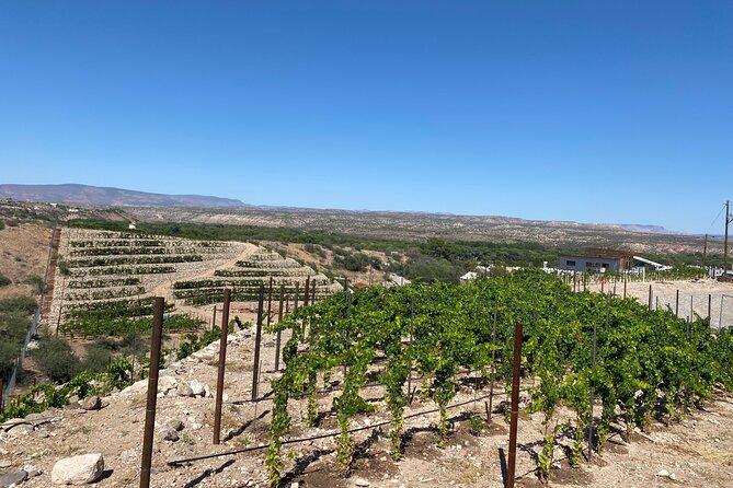 Private Wine Tour from Sedona - Arizona’s Most Luxurious Wine Tour - Stop 4: Oak Creek Vineyards and the Simple Wine-and-Vines Appeal