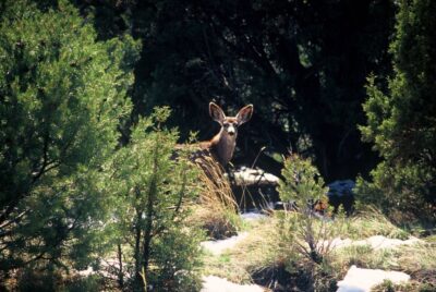 Sedona: 2-Hour Jeep (Hummer) Tour Gambler Trail - What you’ll see as you head toward the canyon floor