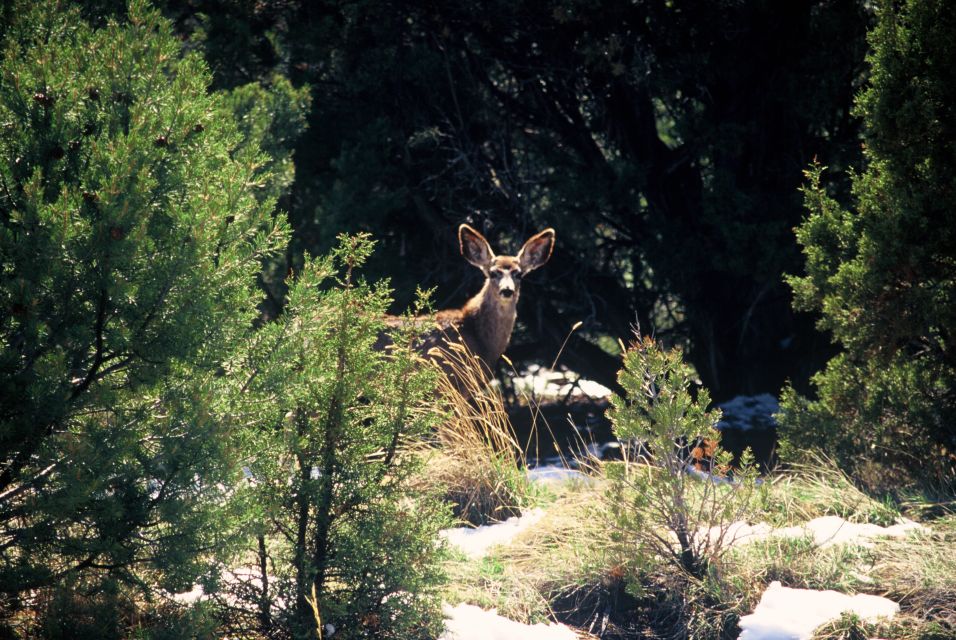 Sedona: 2-Hour Jeep (Hummer) Tour Gambler Trail - What you’ll see as you head toward the canyon floor