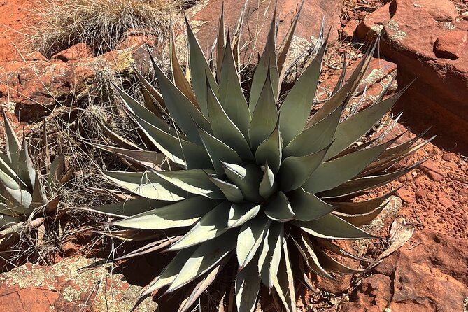 Sedona Magical Sightseeing Highlight Tour- 5 Stars - Price check: does $69 feel fair?