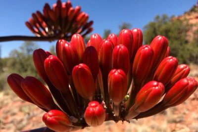 Sedona Sneak-a-Peak Hike With a Private Guide - Why a private guide makes a fast hike feel easier (and safer)